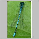 Coenagrion puella - Hufeisen-Azurjungfer m02.jpg